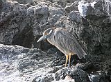 Galapagos 6-1-16 Santiago Puerto Egas Yellow-crowned Night Heron